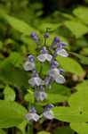 Showy skullcap